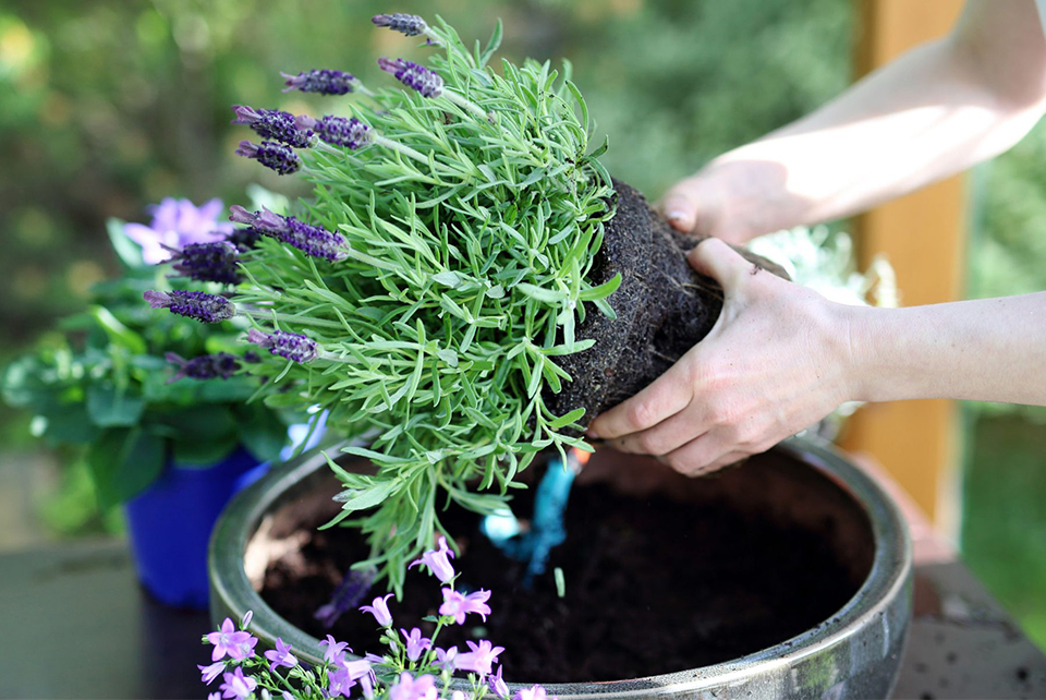 Land Girls lavender